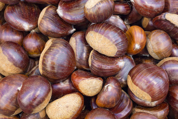 Kestane / Chestnut - 12.99 LB